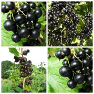 Комплект из 4-х саженцев смородин разных сортов